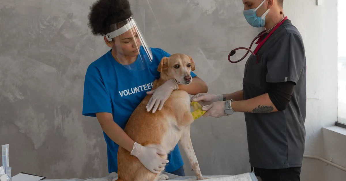 Un vétérinaire et un bénévole examinent un chien dans une clinique, offrant des soins attentionnés aux animaux.