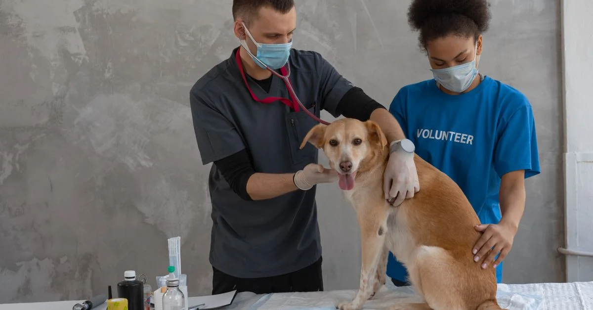 Vétérinaire et bénévole examinant un chien dans une clinique. Assistance professionnelle en santé.