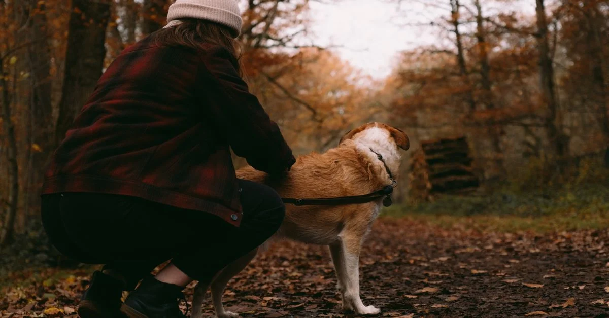 Une personne se promène avec un chien sur un chemin forestier recouvert de feuilles mortes pendant l'automne.