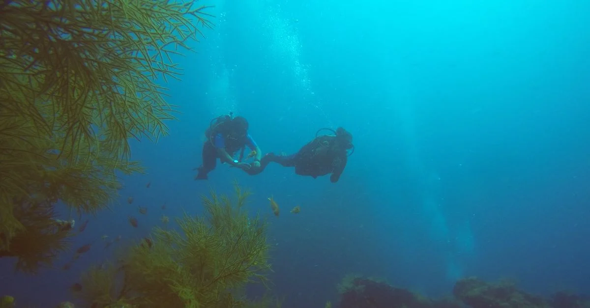 Deux plongeurs explorant le paysage sous-marin avec la vie marine et les coraux.