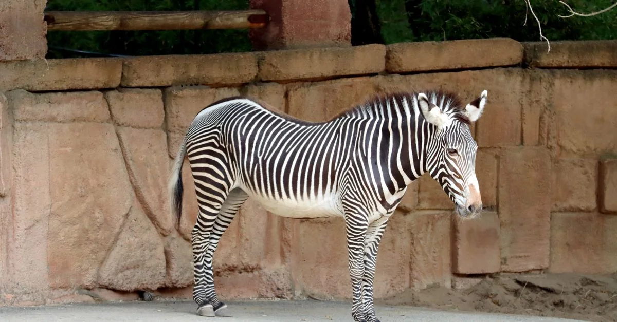 Un zèbre se tenant dans un enclos de zoo, avec ses rayures noires et blanches caractéristiques.