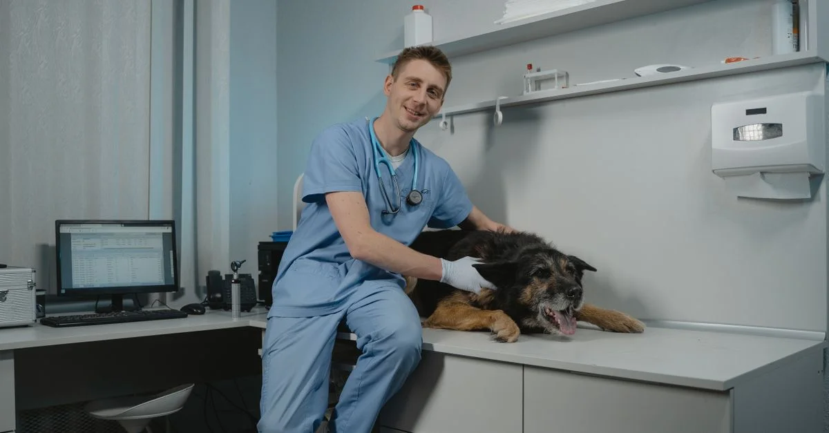 Vétérinaire examinant un chien noir dans un cadre moderne de clinique. Soins professionnels dans un cabinet vétérinaire.