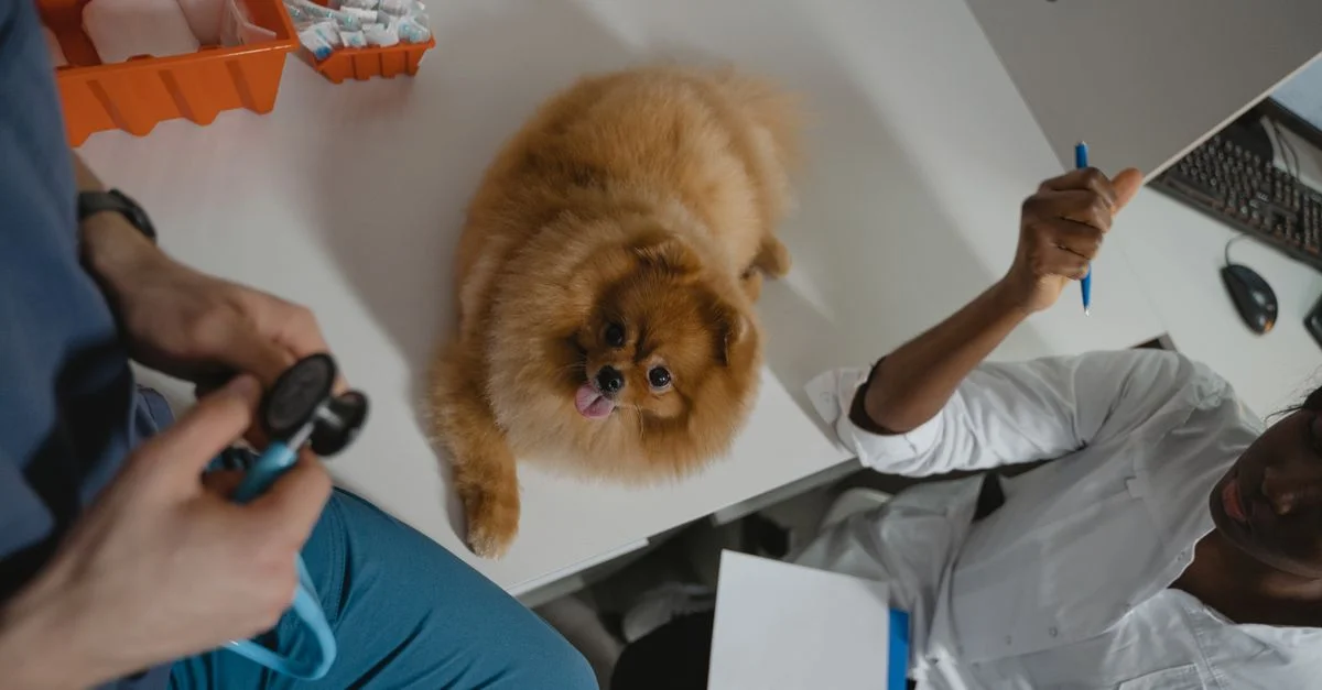 Un chien Pomeranien fluffy subissant un examen médical dans une clinique vétérinaire, assisté par des professionnels.