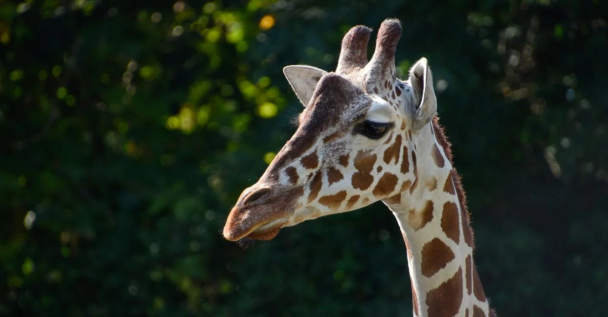 Un tirage en gros plan détaillé de la tête d'une girafe montrant son motif distinctif et son long cou.