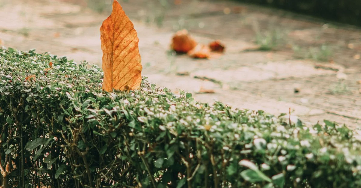Une seule feuille orange d'automne sur une haie soigneusement entretenue pendant l'automne.