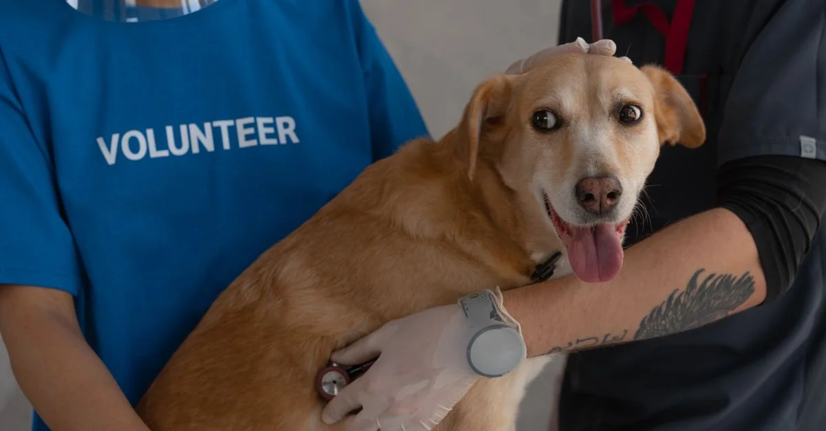 Un vétérinaire et un bénévole examinent un chien heureux avec un stetoscope.
