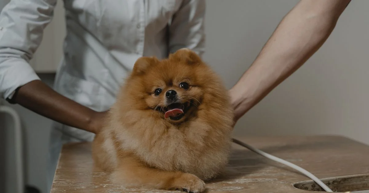 Chien Pomeranien mignon allongé sur une table vétérinaire, entouré de vétérinaires.